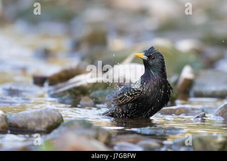 L'Étourneau sansonnet (Sturnus vulgaris) baignade en ruisseau, Hesse, Allemagne Banque D'Images