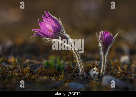 Fleurs anémone pulsatille (Pulsatilla vulgaris) rétroéclairé, Bavière, Allemagne Banque D'Images