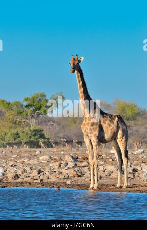 Communauté Girafe (Giraffa camelopardalis angolensis), femelle adulte debout à Waterhole, troupeau d'impalas à face noir Banque D'Images