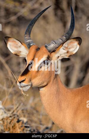 Black-faced Impala (Aepyceros melampus petersi), l'alimentation des hommes adultes de l'herbe sèche, Etosha National Park, Namibie Banque D'Images