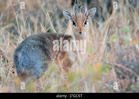 Kirk's dik-dik (Madoqua kirkii), l'homme adulte face à huis clos dans l'herbe sèche, Etosha National Park, Namibie Banque D'Images