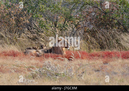 L'African lion (Panthera leo), lionne avec deux oursons couché dans l'herbe haute, Etosha National Park, Namibie Banque D'Images