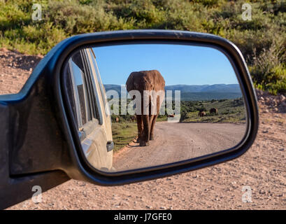 Un éléphant marchant sur une route dans le sud de l'Afrique reflète dans un miroir de voiture Banque D'Images