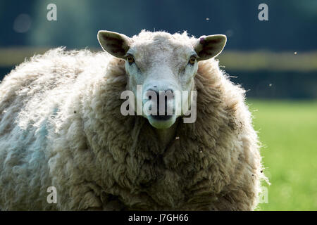 Moutons gallois, White Head, dans le Parc National des Brecon Beacons Banque D'Images