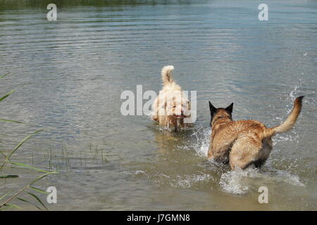 Berger Australien et berger Malinois qui sautent dans l'eau Banque D'Images