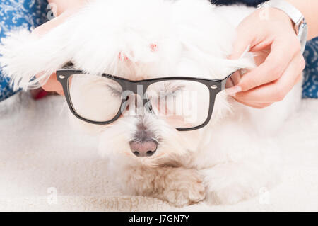 Vue rapprochée de couchage chien mignon avec des lunettes sur les yeux Banque D'Images