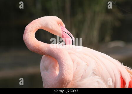 European Flamant rose (Phoenicopterus roseus) se lissant ses plumes Banque D'Images