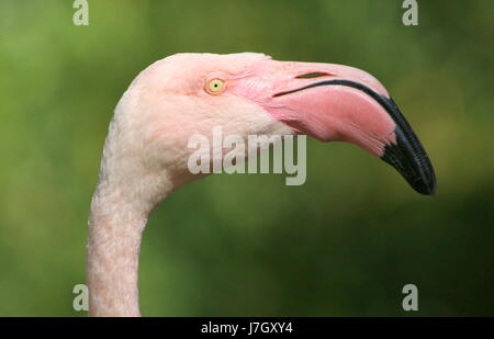 Gros plan extrême de la tête et d'un projet de loi européen mature Flamant rose (Phoenicopterus roseus), fond vert. Banque D'Images