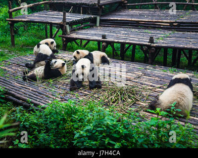 Le panda géant peut être vu ayant leur matin petit-déjeuner composé de bambou. La base de recherche de Chengdu Panda géant d'élevage est une réserve pour les Banque D'Images