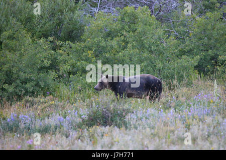 En été, l'ours grizzli meadow Glacier National Park, Montana Banque D'Images