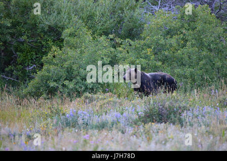 En été, l'ours grizzli meadow Glacier National Park, Montana Banque D'Images