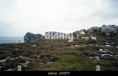 L'île de Tory, Donegal - Irlande Co. Banque D'Images