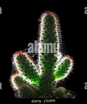 Belle close up et rim light cactus sur fond noir Banque D'Images