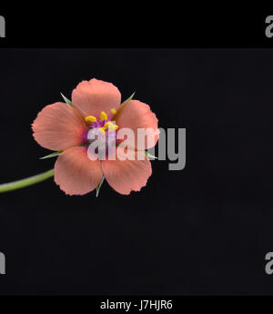 Gros plan sur Scarlet Pimpernel, Anagallis arvensis, sur fond noir Banque D'Images