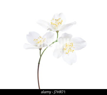 Jasmine la (Philadelphus) fleurs isolé sur fond blanc. Banque D'Images
