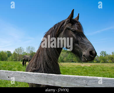 Cheval frison noir au vert Pâturage par clôture en bois Banque D'Images