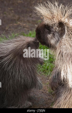 Mère et bébé Porcupine d'Amérique du Nord touchant le nez (Erethizon dorsatum) Banque D'Images