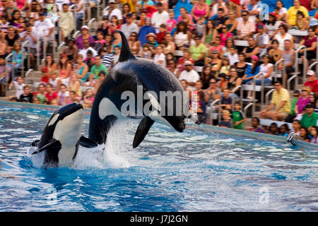 SAN DIEGO, USA - Le 29 juillet 2009 : Les orques show à Sea World, San Diego, CA. C'est un océanorium, et des mammifères marins du parc. Banque D'Images