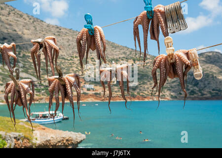 Les pieuvres accroché à sécher sur les lignes de lavage, plage de Plaka, Crète, Grèce, Europe Banque D'Images