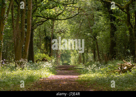 Chemin à travers la forêt ancienne du soleil pommelé avec. Balade en ligne fleurs printemps à Lower Woods, Gloucestershire, Royaume-Uni Banque D'Images