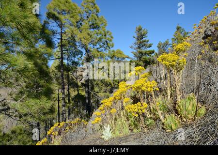 Aeonium endémiques / Arbre houseleek (Aeonium simsii) floraison sur pente de montagne près d'un stand de l'île des pins (Pinus canariensis), Gran Canaria. Banque D'Images