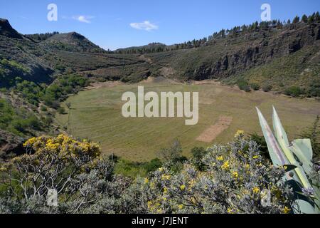 Caldera de los Marteles, un grand cratère volcanique bordée de Gran Canaria broom (Teline microphylla) buissons, près de Rincon, Gran Canaria. Banque D'Images