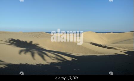 Les touristes à pied sur de vastes dunes de sable côtières près de l'ombre d'un palmier, Maspalomas, Gran Canaria, mai 2016. Banque D'Images