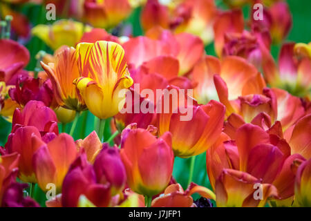 Rouge, orange et jaune tulipes au jardin au printemps Banque D'Images