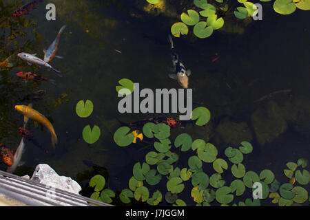 Jardin Exotique de Monaco, le jardins Albert Ier de Monaco : collection de succulentes et plantes tropicales au haut des rochers de Monaco Ville, soleil Banque D'Images