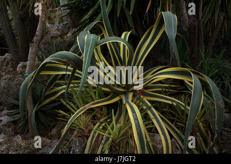 Jardin Exotique de Monaco, le jardins Albert Ier de Monaco : collection de succulentes et plantes tropicales au haut des rochers de Monaco Ville, soleil Banque D'Images