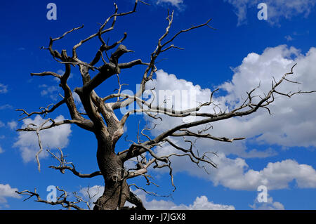 Arbre frappé par la foudre, Norfolk, Angleterre Banque D'Images