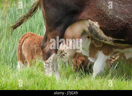 Jeune veau de la mère d'alimentation dans un pré, Suffolk, Angleterre Banque D'Images