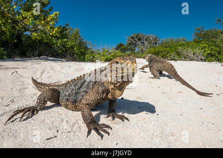 Rock cubain, l'iguane Cyclura nubila, Jardines de la Reina, Cuba Banque D'Images