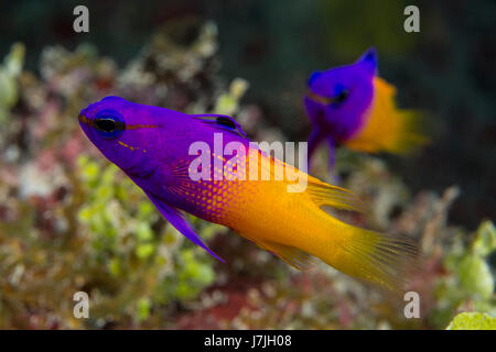 Fairy Basslet, gramma Loreto, Jardines de la Reina, Cuba Banque D'Images