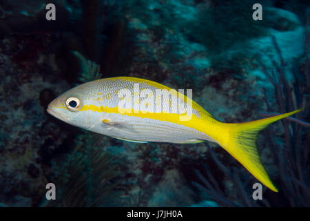 Le vivaneau à queue jaune, Ocyurus chrysurus, Jardines de la Reina, Cuba Banque D'Images