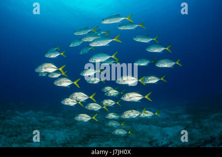 Banc de Horse-eye jacks, Caranx latus, Jardines de la Reina, Cuba Banque D'Images