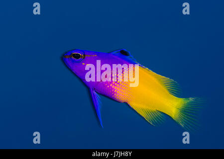 Fairy Basslet, gramma Loreto, Jardines de la Reina, Cuba Banque D'Images