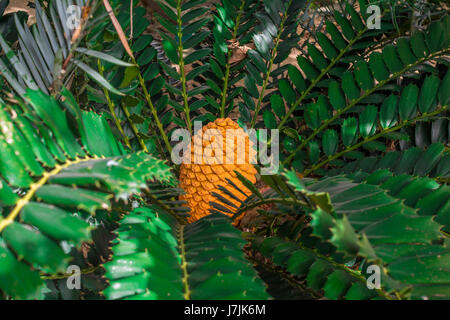 Orange sur vert. Un des fruits exotiques Banque D'Images