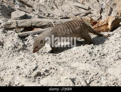 L'Afrique de l'est bagué mongoose (Mungos mungo) Banque D'Images