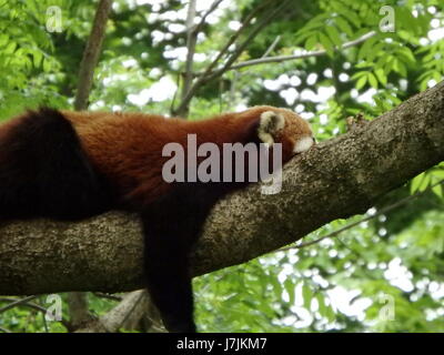 L'ours, le panda rouge (Ailurus fulgens)