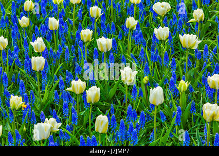 Tulipes blanches feuilles vertes Muscaris bleus Domaines Keukenhoff Lisse Holland aux Pays-Bas. Appelé le jardin de l'Europe Banque D'Images