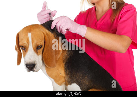 Close up photo d'une main du vétérinaire vaccinant un beagle Banque D'Images