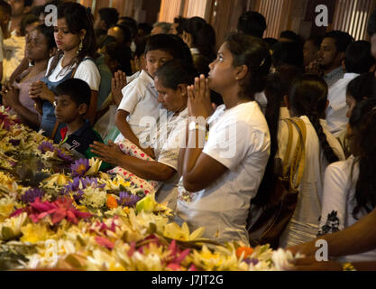 Kandy au Sri Lanka Temple de la dent sur la pleine lune Navam Poya jour pèlerins priant avec offrandes de fleurs de lotus Banque D'Images