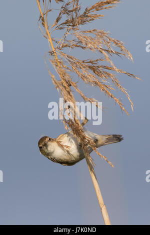 Reed européen (Acrocephalus scirpaceus) la collecte de matériel de nidification de Phragmites australis seedheads Banque D'Images