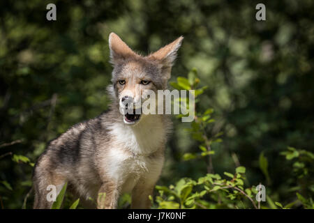 Canis latrans Banque D'Images