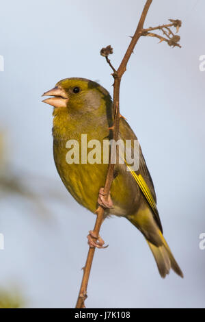 Verdier d'Europe mâle (Carduelis chloris) Banque D'Images