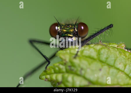 Close-up of a female Banded Demoiselle (Calopteryx splendens) regarder à partir de la demoiselle derrière une feuille Banque D'Images