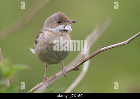 La Fauvette grisette (Sylvia communis) Banque D'Images