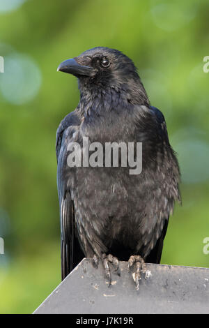 Corneille noire (Corvus corone) Banque D'Images