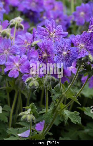 Les fleurs de l'hardy, géranium renardii, géranium hybride 'Skapa Flow', montrant les guides de nectar pourpre sur les pétales Banque D'Images